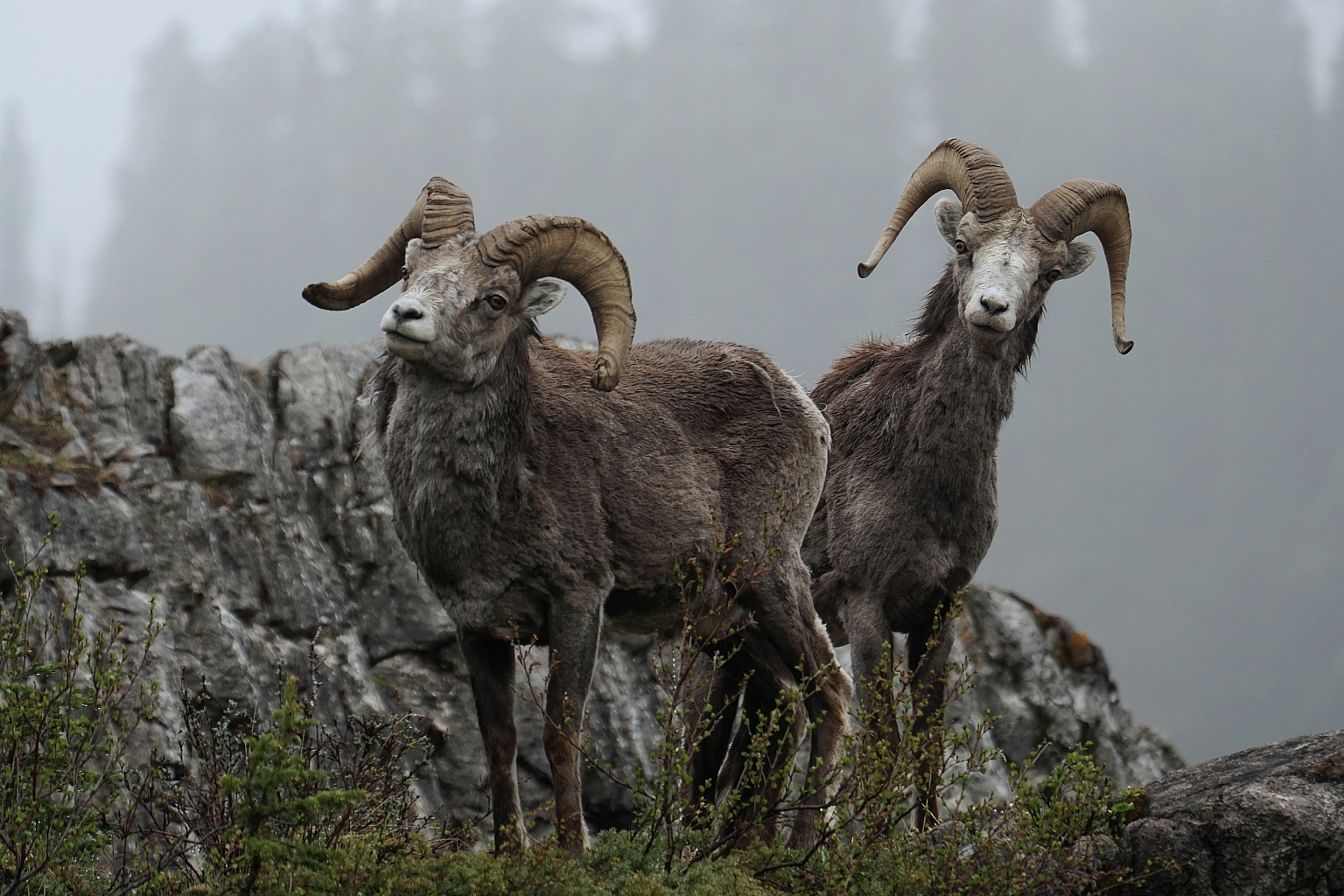 Two Stone's sheep perched on rock face, along the Alaska Highway.