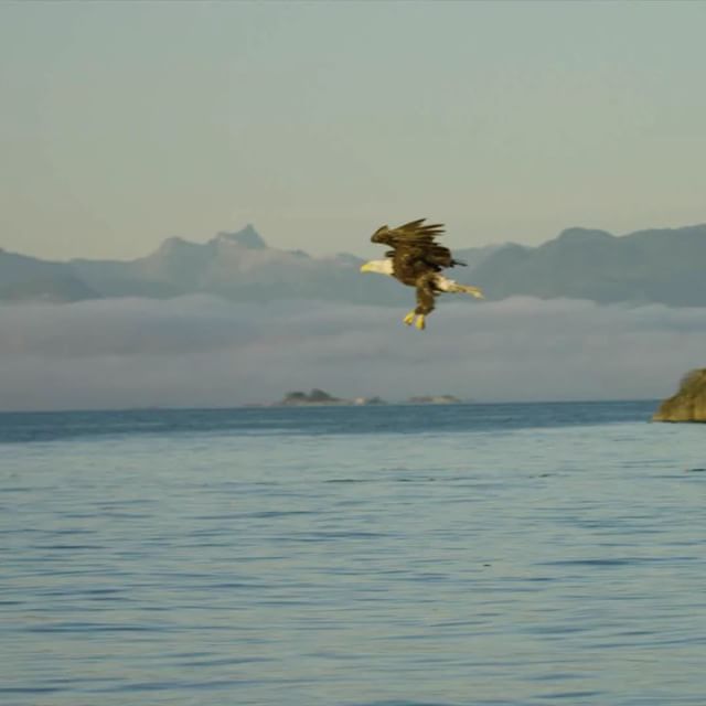 photo by Destination British Columbia caption reads: Wait for it...🦅
.
This video capturing this spectacle of nature was taken in Telegraph Cove, a small community in northern Vancouver Island nestled between ocean and rainforest. #exploreBC #exploreCanada #exploreVancouverIsland