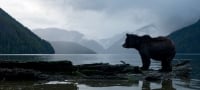 The silhouette of a grizzly bear standing on the shoreline with water and mountains behind. The sky is cloudy and getting dark.