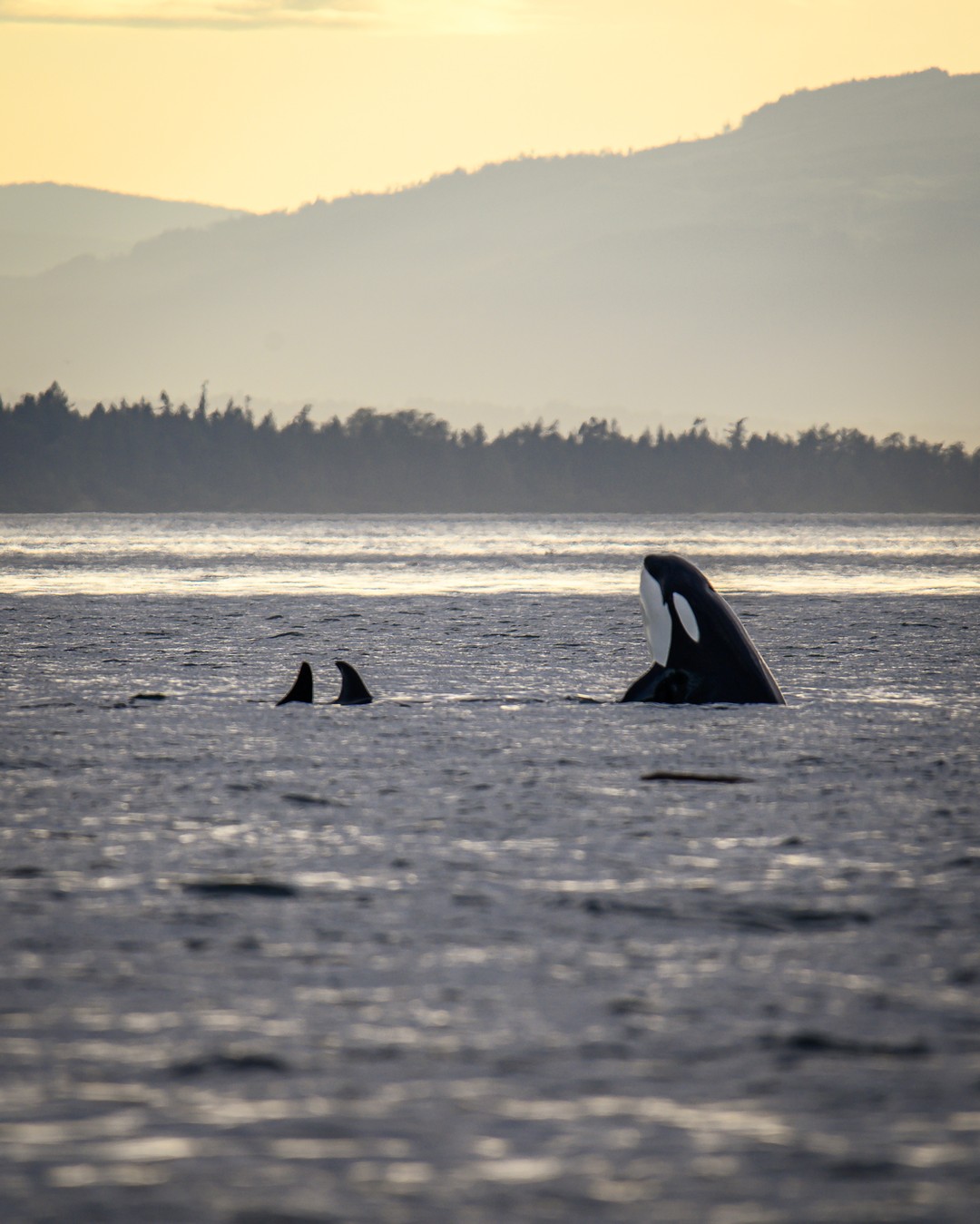 photo by Jennifer • Love Dwells Here caption reads: Have you ever been whale watching? 🐋

Whale watching can be a pure luck kind of thing. We went last summer from San Juan Island and saw one lone humpback. This time, we went from Victoria with eaglewingtours {partner} and sailed across the Haro Strait to the exact same place, and we saw a family of 6 orcas and several humpbacks!

Even though there's some luck involved, there are things you can do to increase your chances of seeing whales.
* Go with a crew that knows what they're doing and what they're looking for.
* Choose an open boat that can go faster - you can cover more ground and hopefully increase your chances of seeing a whale!

#Wild4Whales #EagleWingTours #ExploreVictoria #BCVacation #yyj #WhaleWatching #Ecotourism #SalishSea #BeautifulBC #TourismMatters #CanadaByDesign #ExploreVancouverIsland #MyVictoriaMoment #SustainableTourism
#SupportLocalYYJ #KillerWhale #Spyhop #vanisle #britishcolumbia #pnwonderland #canada_photolovers #vancouverbc #paradisecanada #whalesofinstagram #explorebc #explorebclocal